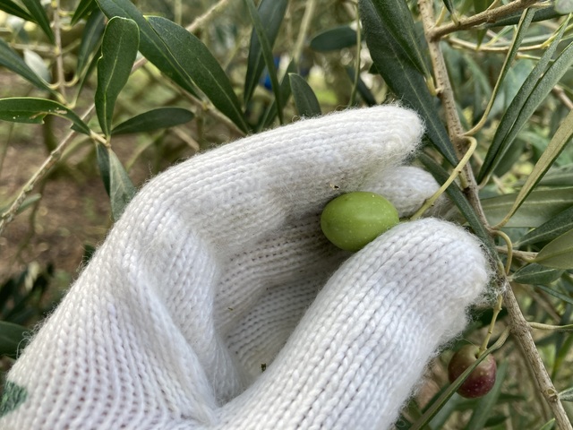 オリーブの収穫の様子の様子08
