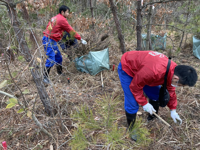 雑草の除去作業の様子2