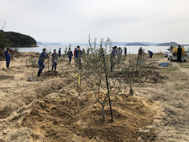 荒廃地整備した「柚の浜」でオリーブの木 植樹5