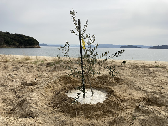 荒廃地整備した「柚の浜」でオリーブの木 植樹7