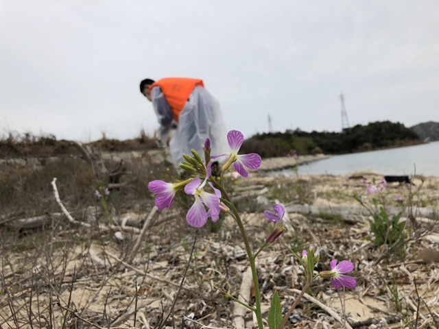 「水ヶ浦」東側と、「柚の浜」の2か所にて海岸清掃6