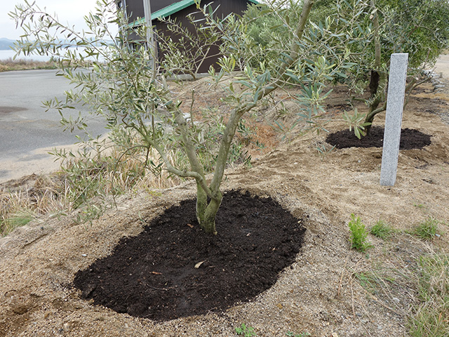 2021-4-23 オリーブの植樹と石碑の設置と見学4