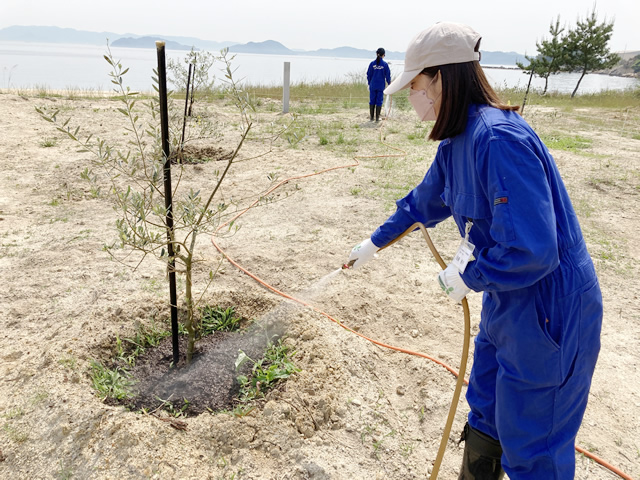 2022-05-19「柚の浜」オリーブ木 植樹1