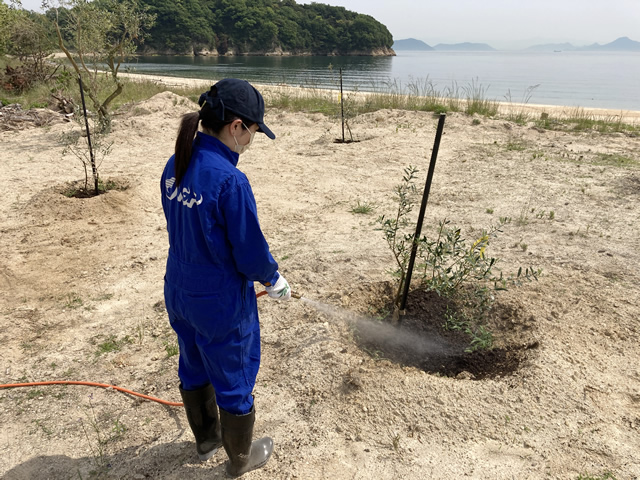 2022-05-19「柚の浜」オリーブ木 植樹4