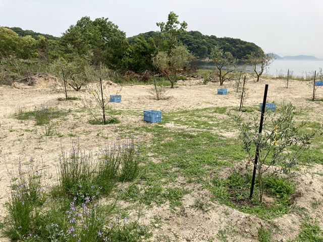 2022-05-19「柚の浜」オリーブ木 植樹8
