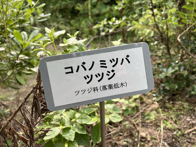 【見学道の植栽地】植栽された植物のネームプレート