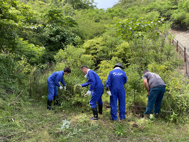 「柚の浜」オリーブ木 植樹1