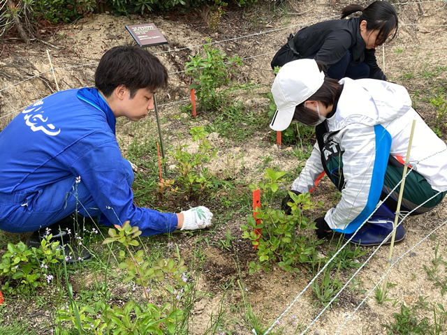 【コバノミツバツツジの植栽地】雑草の除去作業の様子1