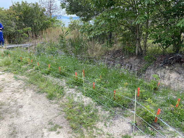 【コバノミツバツツジの植栽地】雑草の除去作業の様子 作業前