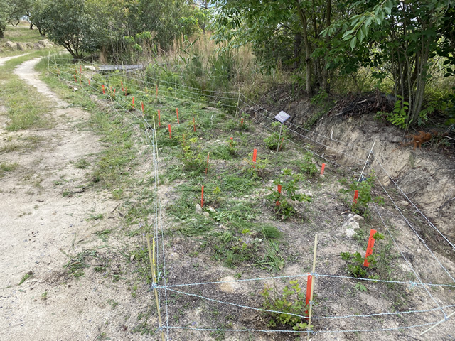 【コバノミツバツツジの植栽地】雑草の除去作業の様子 作業後