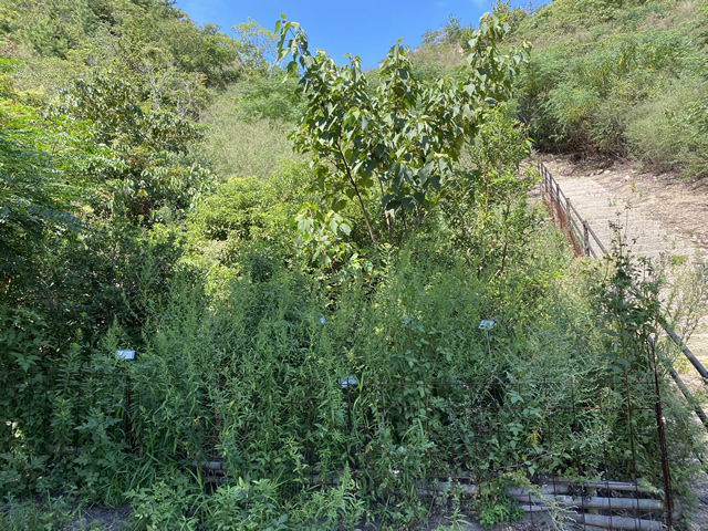 研究場所で生い茂る雑草と枯れ松1