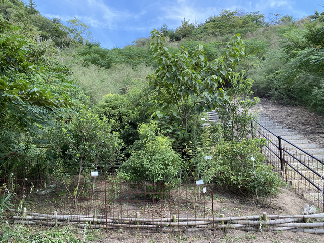 【見学道の植栽地】作業後