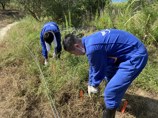 【コバノミツバツツジの植栽地】雑草の除去作業の様子2