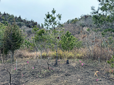 2023-02-01雑草の除去作業2