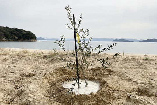 「柚の浜」オリーブ植樹