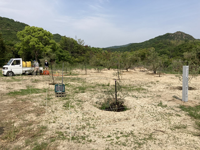 NGP香川県豊島　環境保全・再生活動 「柚の浜」オリーブ植樹場所での活動 整備後